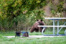 A black bear spotted at a campground. 