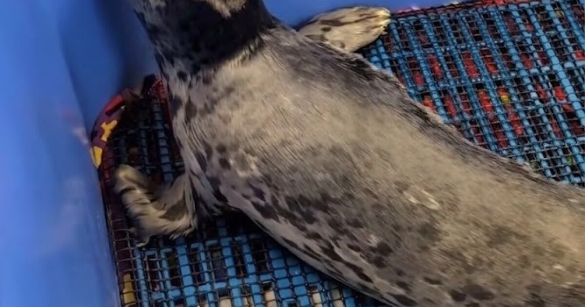 Can killing seals save salmon? Conservationists and Washington lawmakers disagree