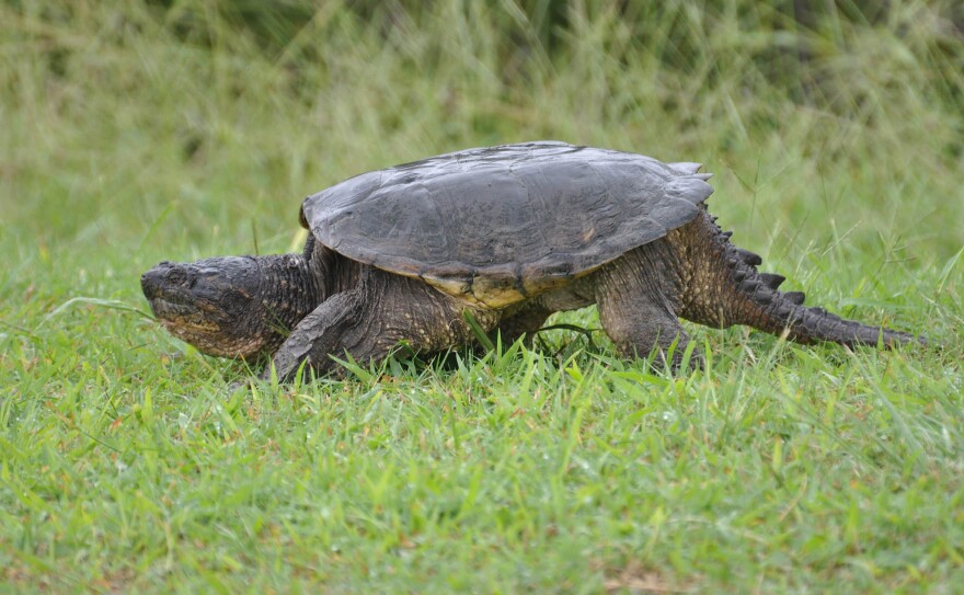 A common snapping turtle