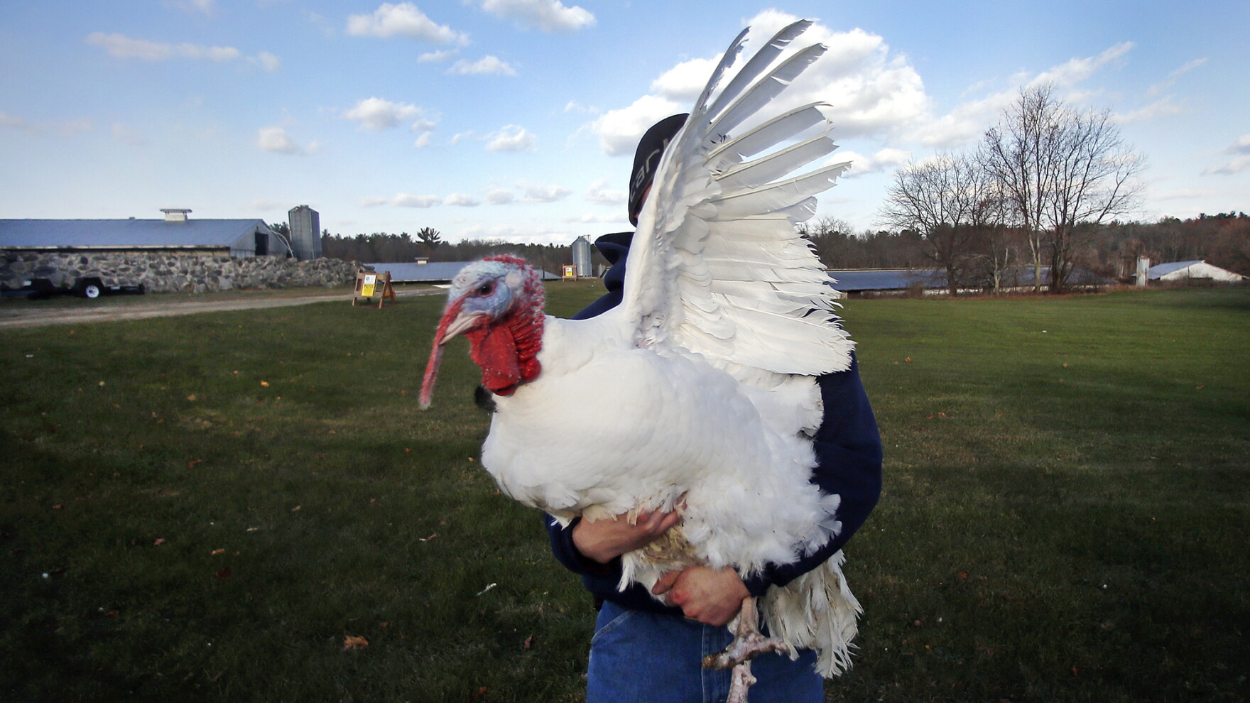 Heavy Turkeys Can Breeders Cure What Ails Our Breast-Heavy Turkeys? | CAI