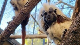 The Santa Barbara Zoo is now home to a pair of Cotton-Top Tamarins, rare and endangered monkeys from Columbia.