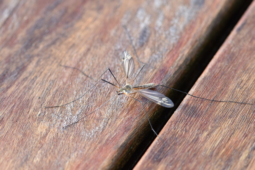 Mosquito