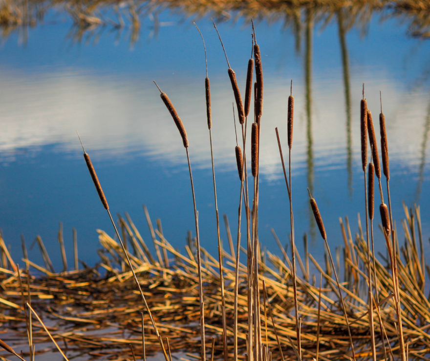 cattails