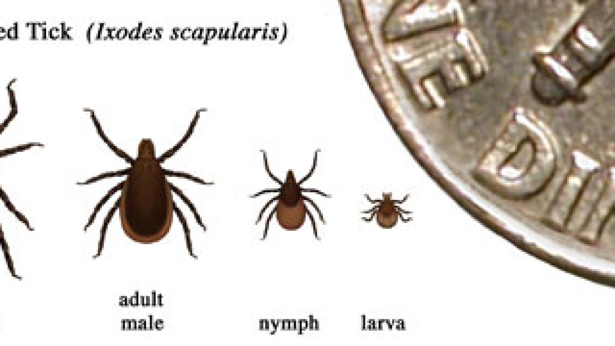 tick pictures michigan