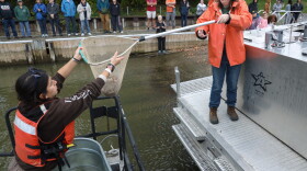 Elizabeth Bradshaw, a fish culturist with the New York State Department of Environmental Conservation's Oneida Fish Hatchery, hands a net filled with young lake sturgeon to Flora Kerner, a biological science technician with the U.S. Fish and Wildlife Service, during a stocking event at the Port of Rochester on Wednesday, Oct. 14, 2026. The DEC released 1,500 lake sturgeon fingerlings into the Genesee River as part of an ongoing effort to restore the state-threatened species. The effort has shown encouraging results, with lake sturgeon spawning documented in the river in 2021 for the first time in more than 50 years. Since 2003, approximately 9,000 lake sturgeon have been released into the river to help rebuild a naturally reproducing population.