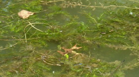 Knox County’s 2018 invasive species ordinance was Indiana’s first regulations on terrestrial invasive plants.