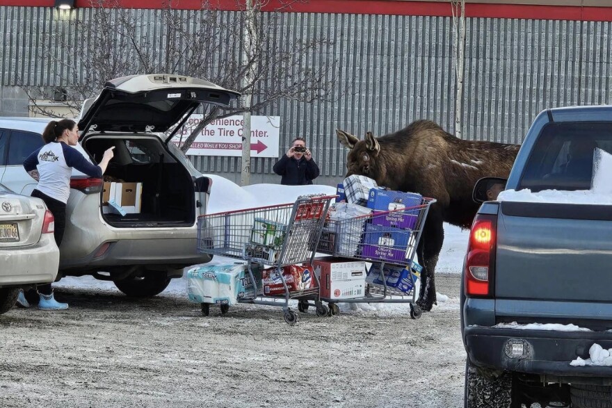 a woman points her finger at a moose
