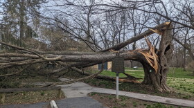 This American elm at Henry Clay's Ashland estate felled during the March 3 storms was alive when Clay was.