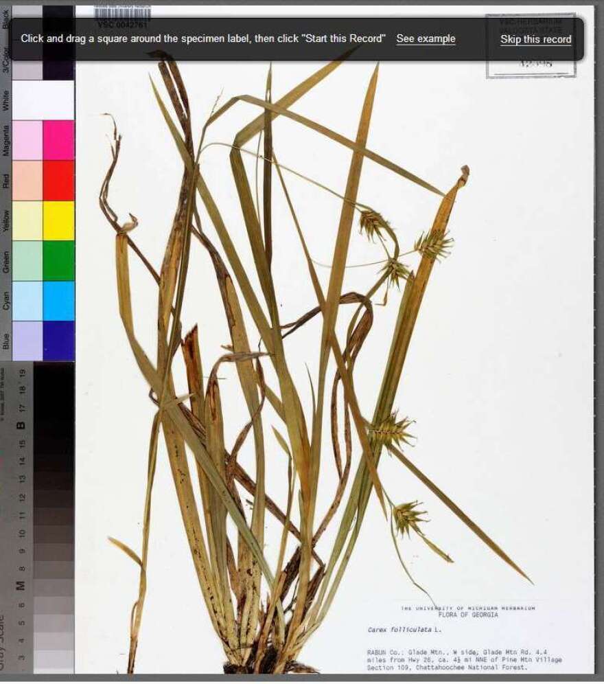 Non-scientists help university researchers catalog thousands of specimens, like this one from Florida State University's herbarium.