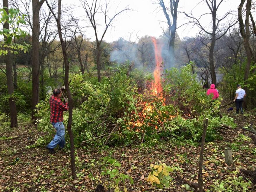 Volunteers add honeysuckle clippings to a burning brush pile in the early years of the project. (credit: Friends of Langham Island)
