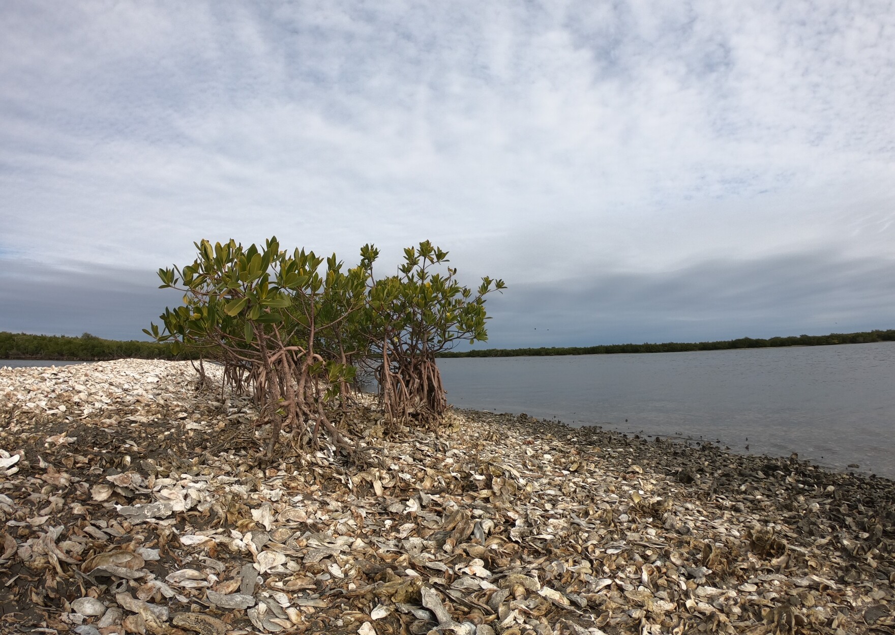 Climate surprise Warming helps Florida mangroves conquer