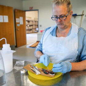 Cheryl Morgan, the principal investigator for OSU on the fish necropsy, looks for the tag in the head of a juvenile coho salmon in Newport, Oregon, on July 29, 2026