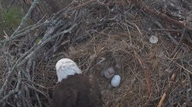While one of its parents tends to it, E26, freshly hatched and fully out of its shell, waits for a feeding. The eaglet, produced by F23 and M15 in a nest along Bayshore Drive in North Fort Myers, is the first of two eggs to hatch.