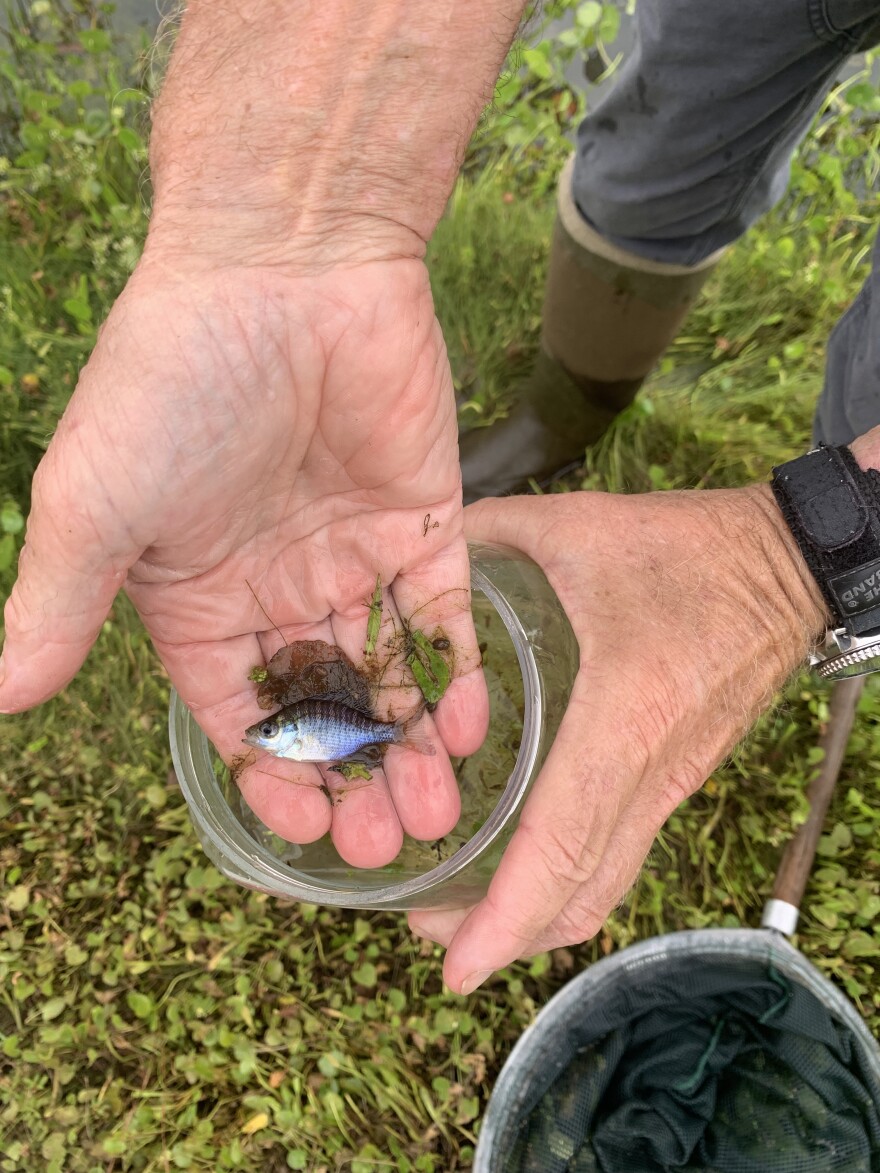 Bluegill from a suburban stormwater management pond in Brunswick County