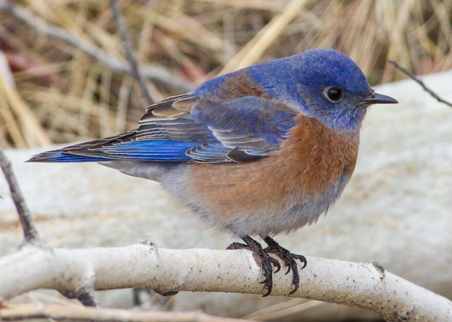 Western bluebirds forage across the Trans-Pecos in winter, but in summer nest in the region’s sky-island mountain ranges. They’re one among several species of blue birds found in Far West Texas.