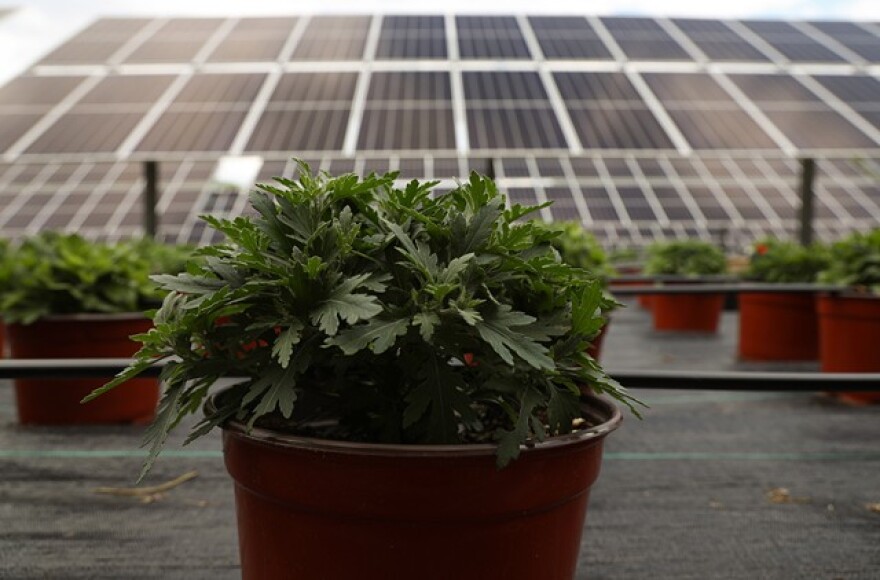 The Remelt family is raising 1,000 potted mums amidst a solar farm Delaware River Solar built on its property.