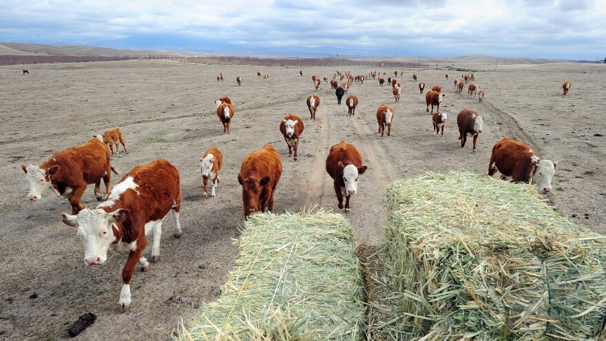 No snowpack, no hay: In the northern Nevada, cattle feed is getting hard to come by, as sources of water diminish in supply.