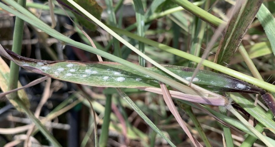 Mealybug high density infestation with several adult females and nymphs.