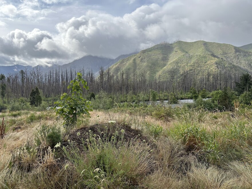 Barren hills with charred trees.