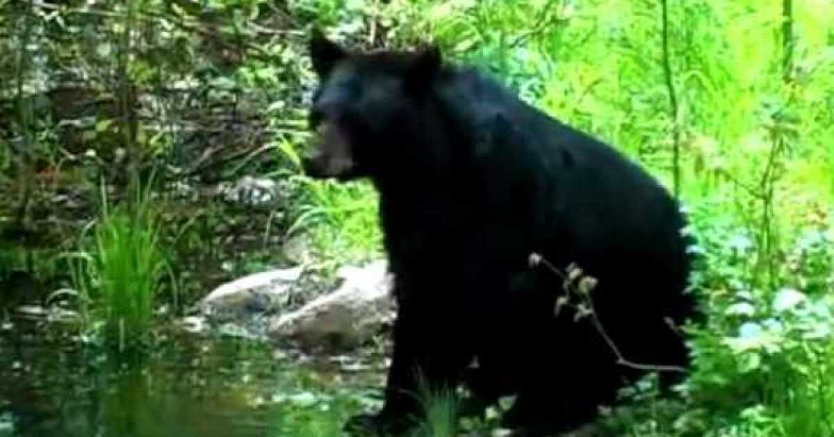 State seeks to scuttle lawsuit challenging bear hunt
