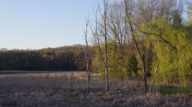 Asylum Lake Preserve in spring. Bare trees in the marsh area surrounded by green trees.