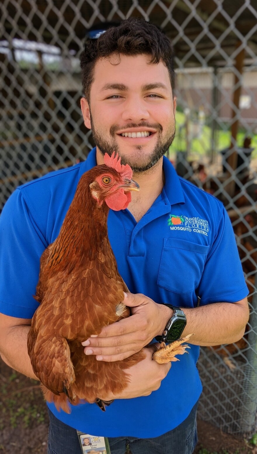 David Soto, Laboratory Technologist, with one of Orange County Mosquito Control's sentinel chickens, which are used to detect mosquito-carried viruses in the area. Chickens don't become sick with such viruses and are unable to spread the virus to other mosquitoes from chickens.