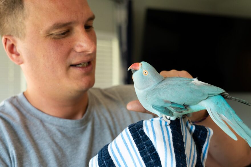 Man holds his pet bird, a blue parakeet, on his hand. 