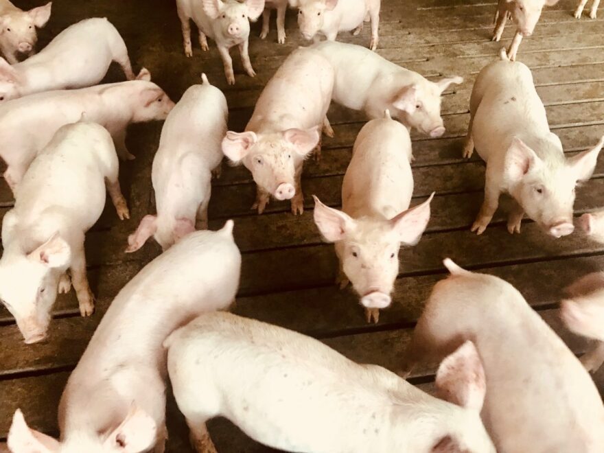 With hog prices dropping, will these little piggies go to market?