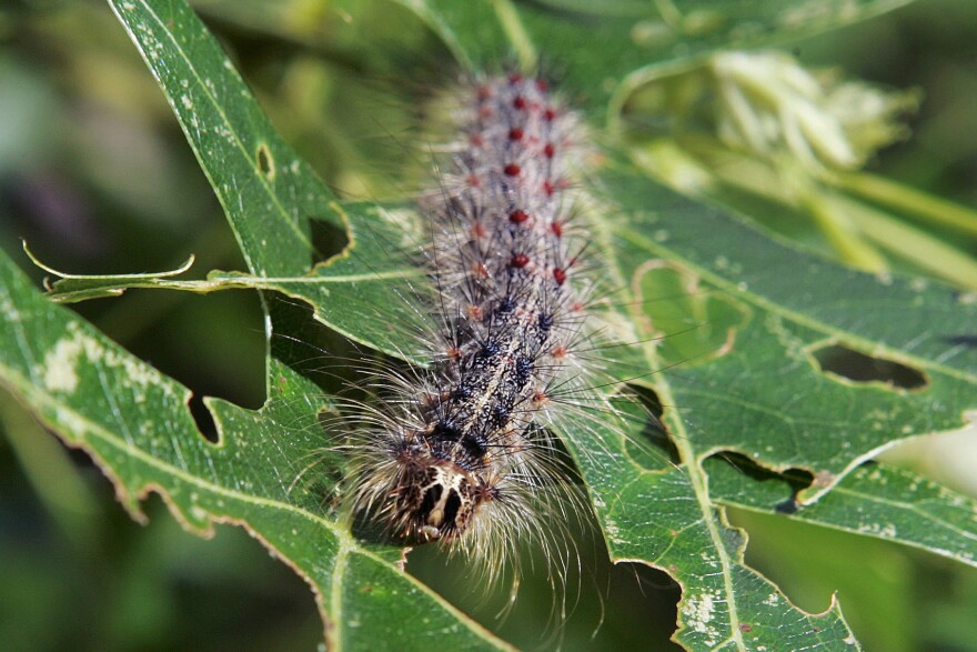 A Lymantria dispar moth caterpillar, pictured in 2007 in New Jersey. Scientists call them serious pests and a threat to North American forests.