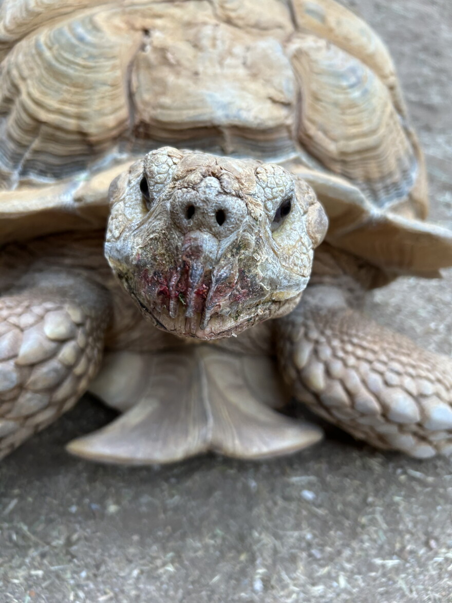 Sulcata stray