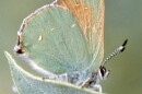 A closeup of a green butterfly resting and on a like-colored leaf.