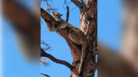 Treed Mountain Lion