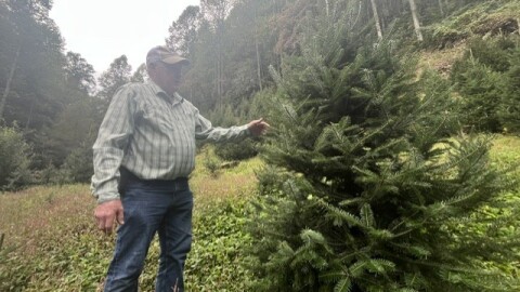 Hal Wilson shows off the trees he's been growing at the Wilson Glyn Christmas Tree Farm in Sevier County. 