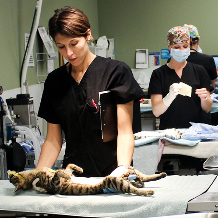 A feral cat being prepped for surgery at First Coast No More Homeless Pet's Spay/Neuter Clinic.