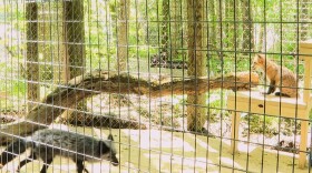 Foxes explore their enclosures May 9 at the Exotic Feline Rescue Center in Center Point, Indiana.