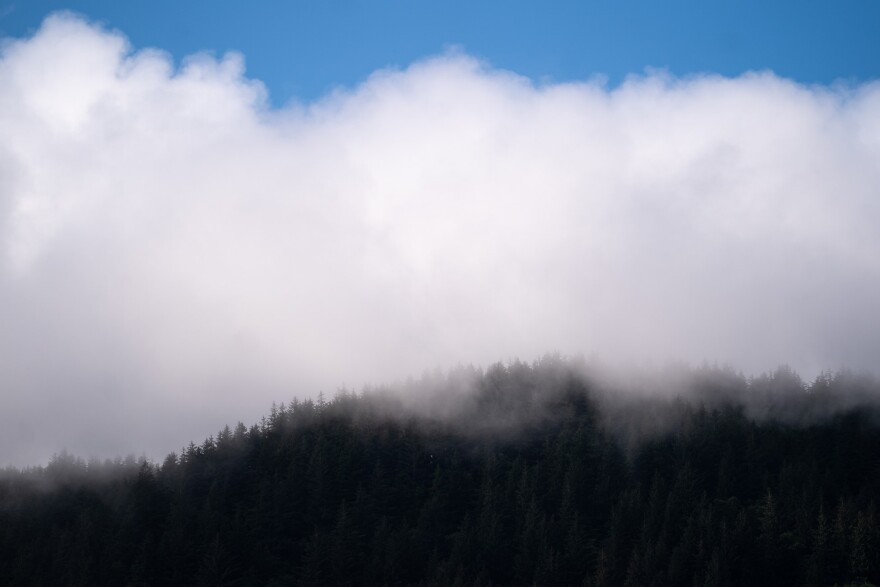 Misty clouds blanket the hillside of a pine forest