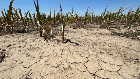Many corn fields in western Kansas, like this one just outside of Garden City, were parched by the drought in 2022. But deciding what characterizes a drought as regional climate changes, is not an easy task.
