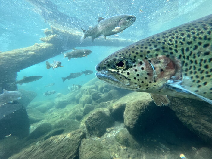 A photo taken of a fish at the MK Nature Center.