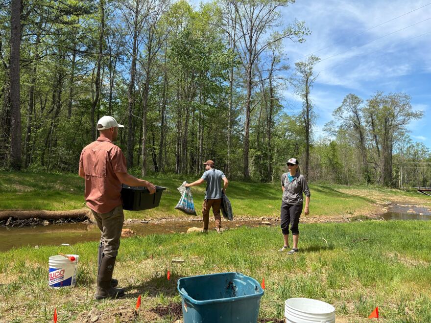 Adam Griffith of the Eastern Band of Cherokee Indian Cooperative Extension helps a crew plant rivercane along the Cane Creek in Fairview.