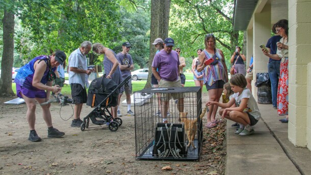 People look at a cat in a metal cage in a park. 