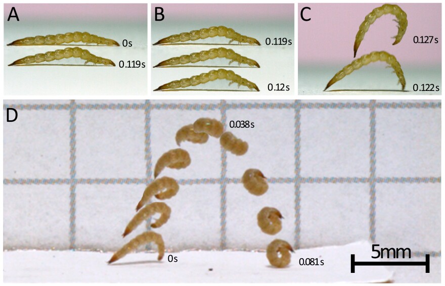 Bark beetle larvae grip the ground with their claws in order to build up energy to accomplish their acrobatics.