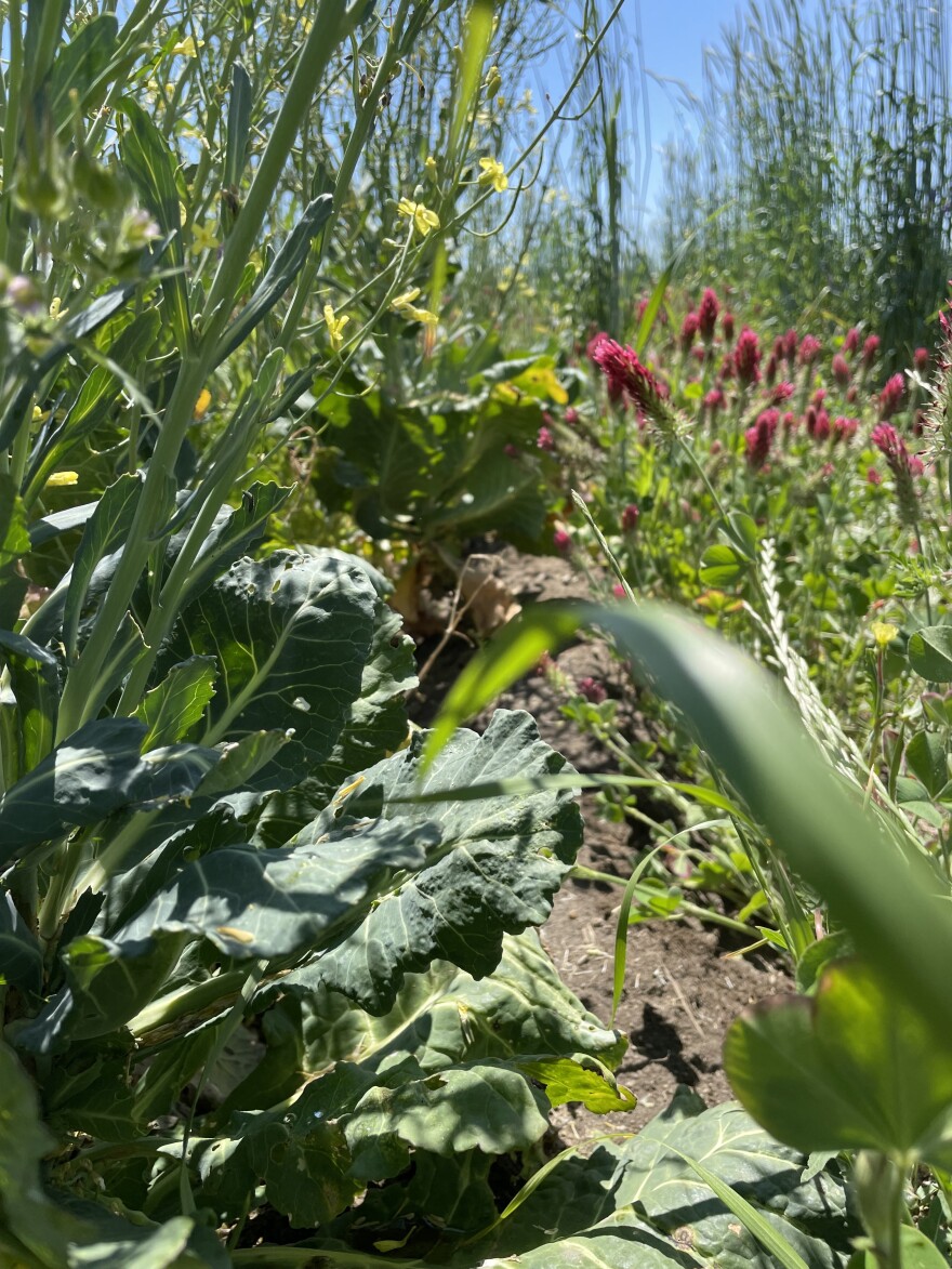 A collard plant, on the left, has gone to seed in a field surrounded by cover crops. The cover crops have left bare soil around the cash crop, allowing it to grow unperturbed.