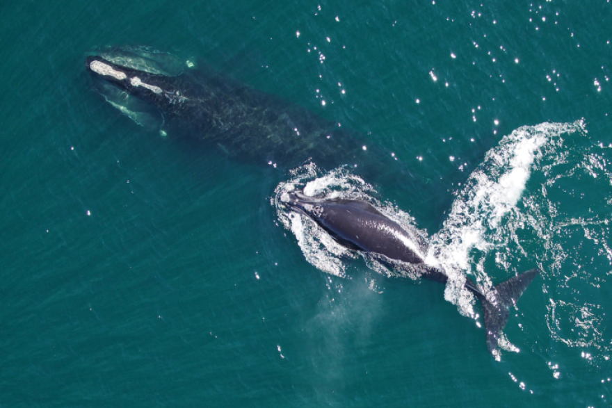 This shows the callosities of both the mother and the calf from aerial surveys.
