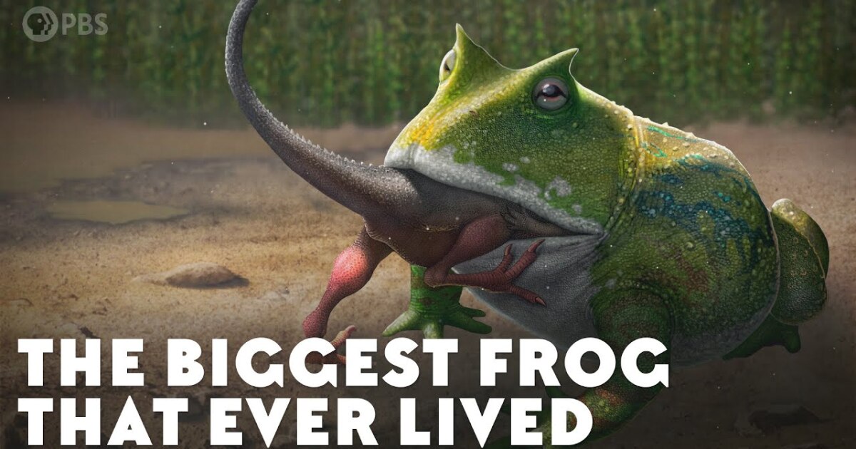biggest frog in the world images