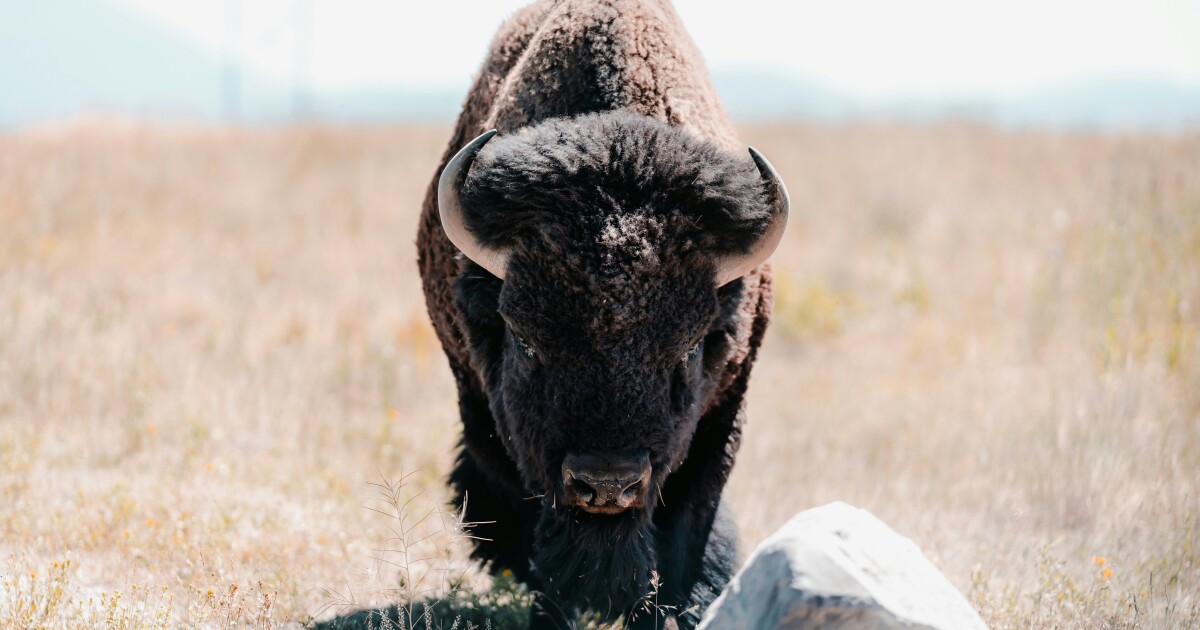 Opinion - Montana needs a future that includes bison