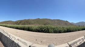 An Arundo infestiation in the Conejo Creek area near Leisure Village in Camarillo.