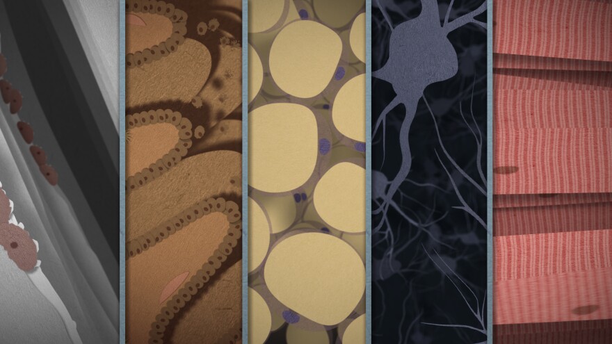 Cell types examined in the Skunk Bear video.