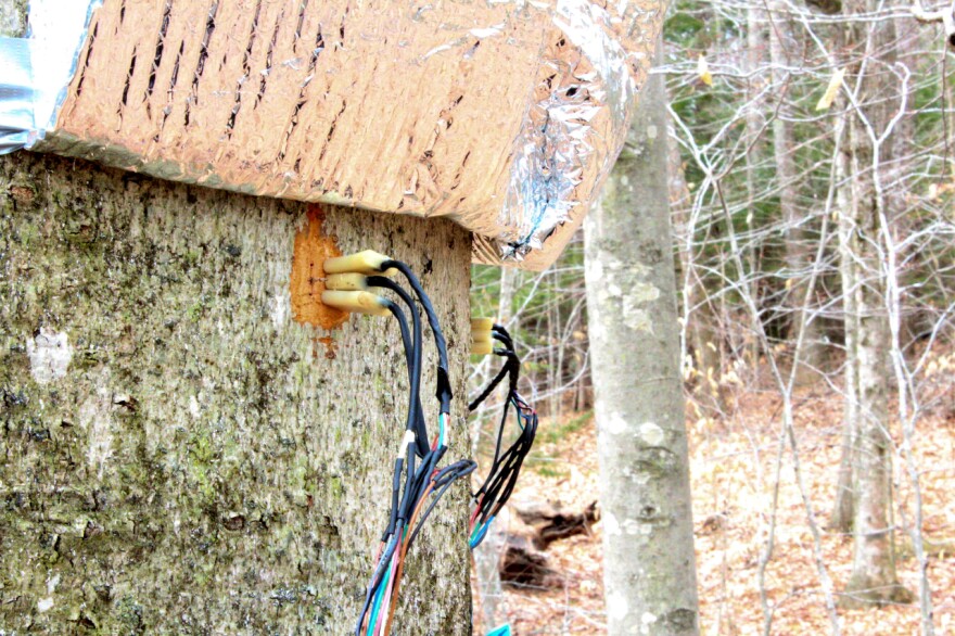 Sap flow sensors gather data from a beech tree in Lee.