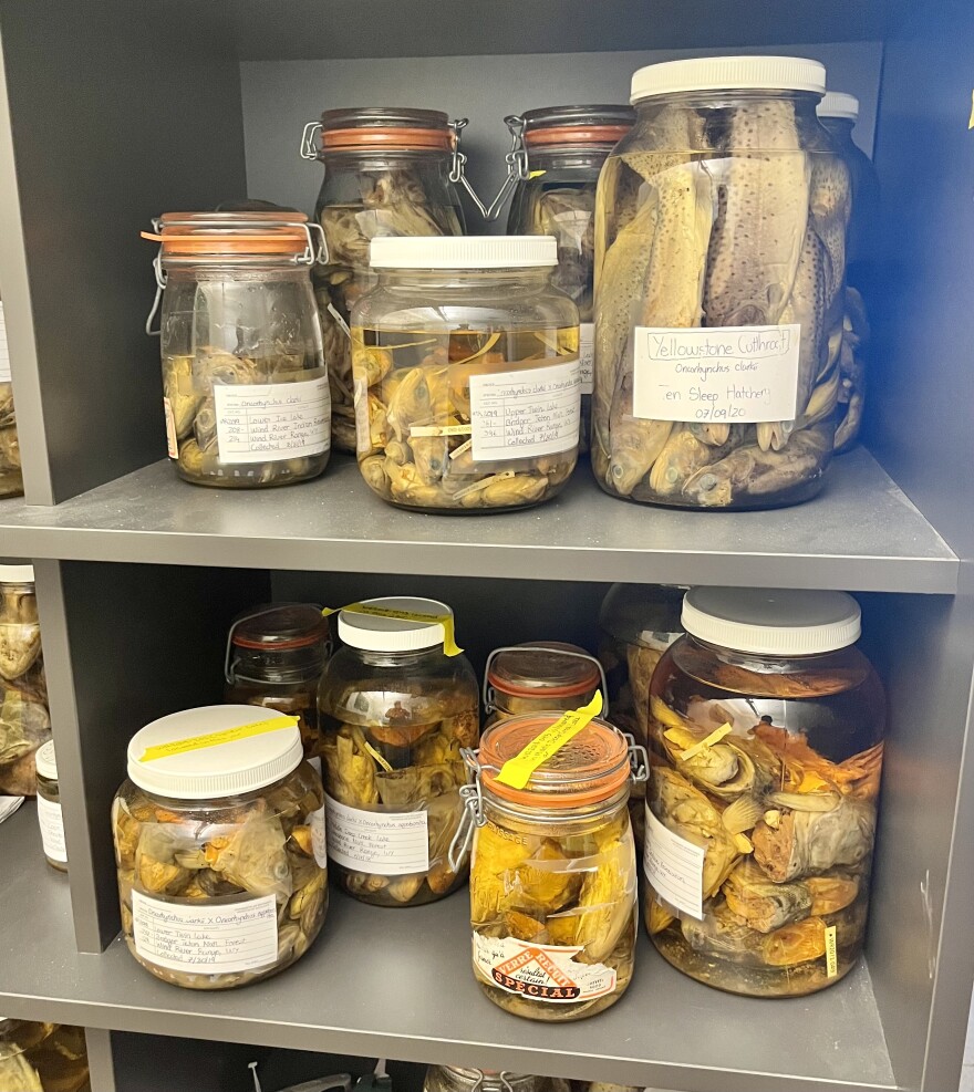  Jars of fish caught in the Wind Rivers at a lab at the University of Wyoming.