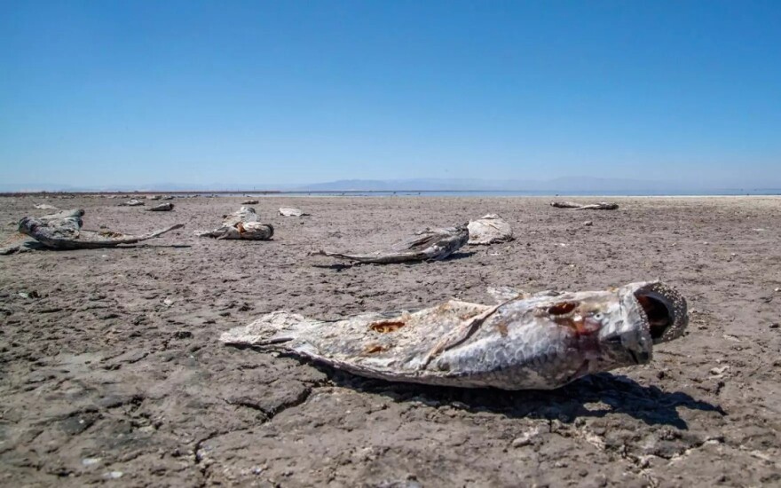 An image of dead fishes on the dry lake bed of the Salton Sea.